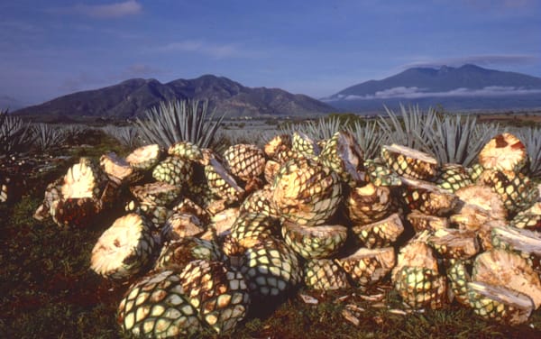 Harvested Piñas   3.8 Photography Art | Terrence Moore Photography