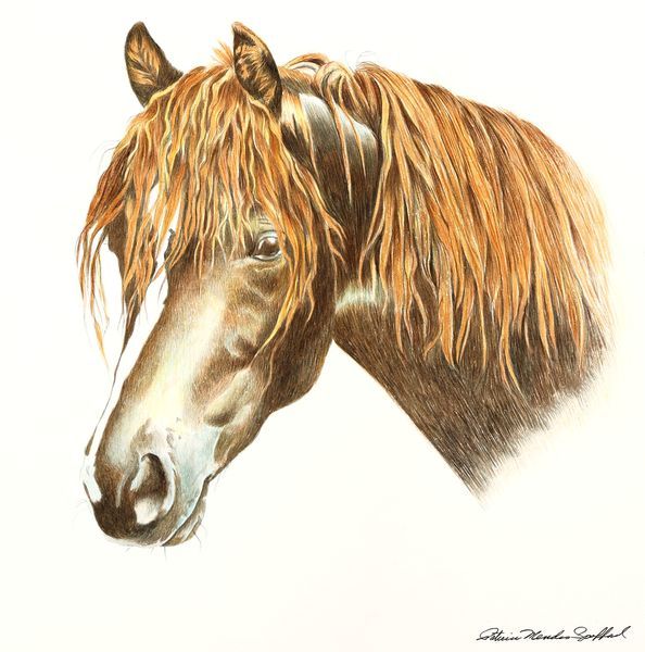 Equestrian