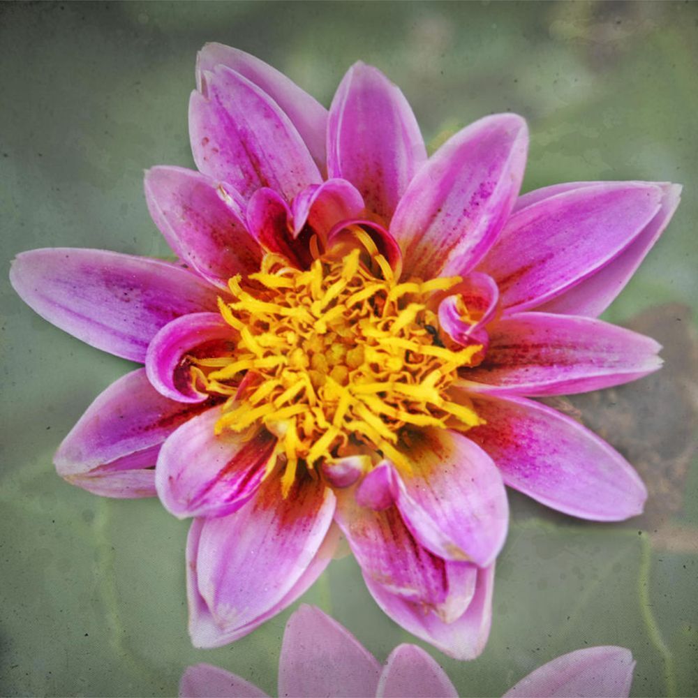 Botanical Explosion 3 Art | Eduardo Tavares