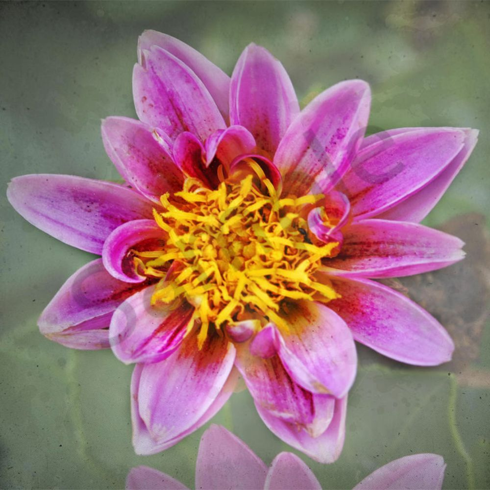 Botanical Explosion 3 Art | Eduardo Tavares