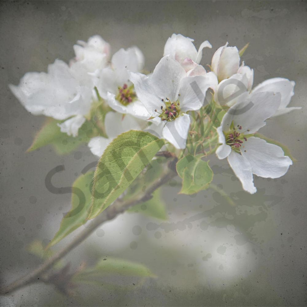 Botanical Explosion 1 Art | Eduardo Tavares