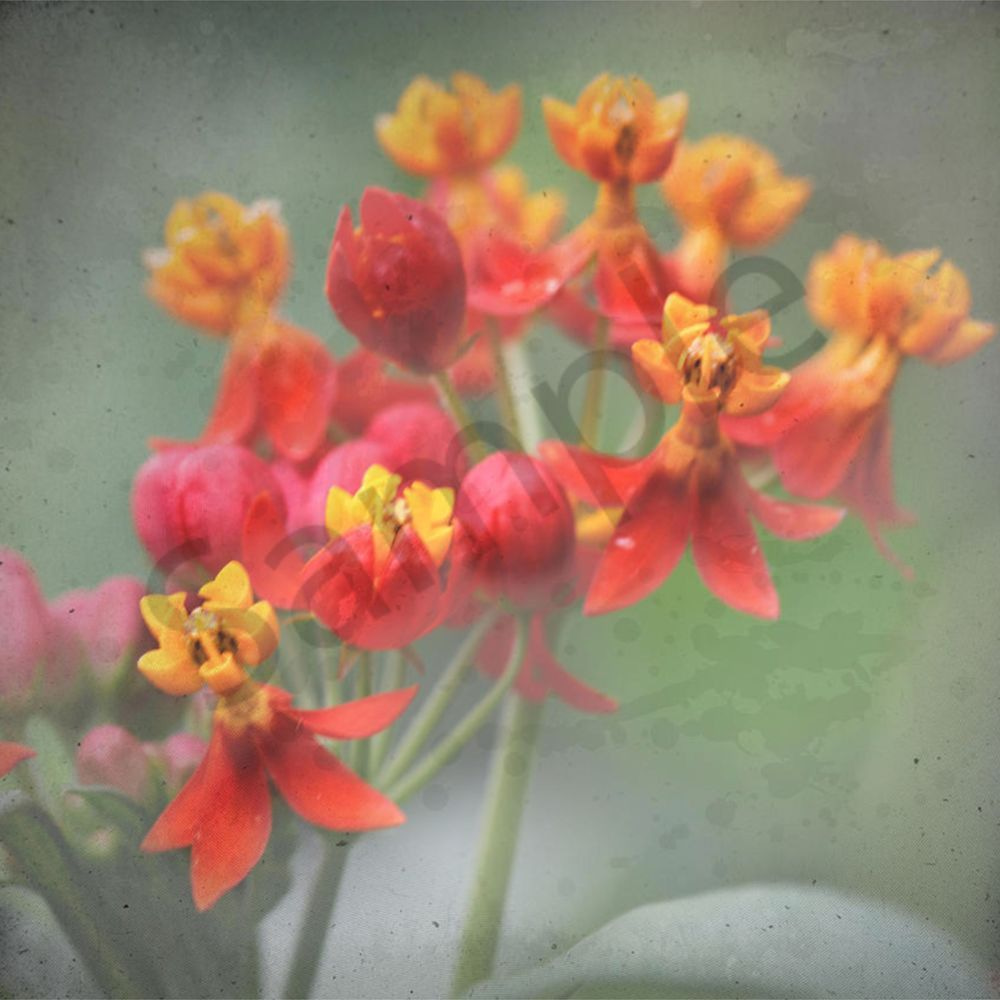 Botanical Explosion 5 Art | Eduardo Tavares