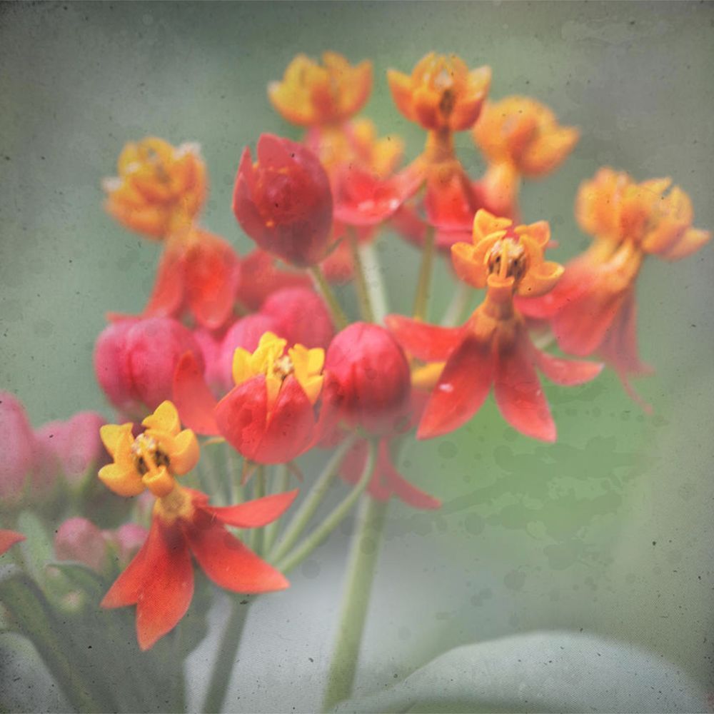 Botanical Explosion 5 Art | Eduardo Tavares
