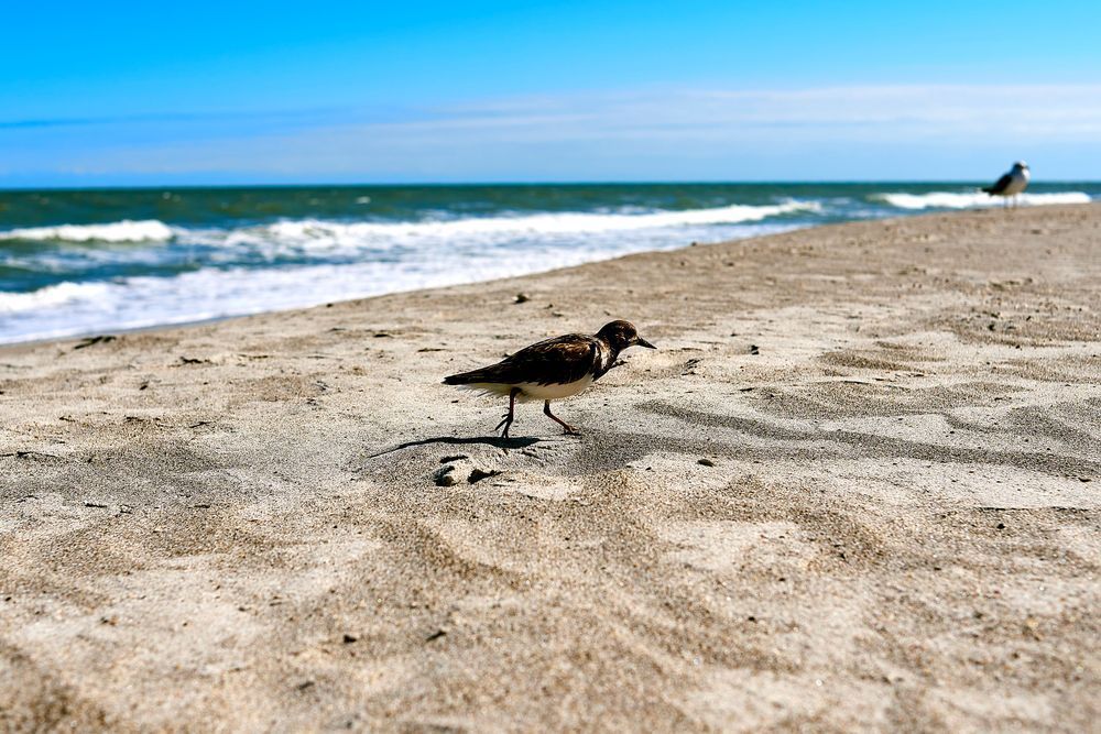 Bird Photobombing! Photography Art | Poblete Analysis Group (dba Jason Poblete Photography)