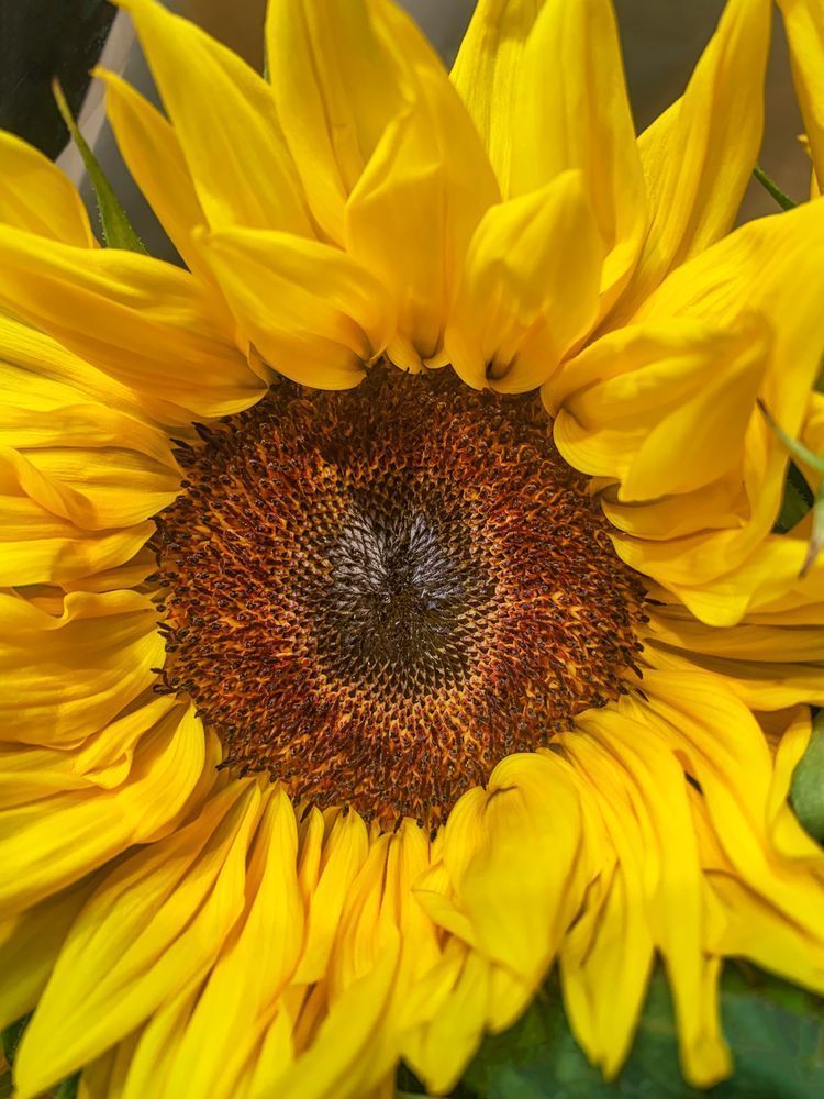 Bright Sun Art | Sky + Sparks Luxury Fine Art
