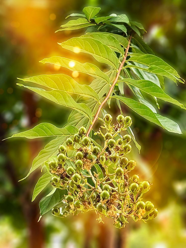 Berry Good Art | Sky + Sparks Luxury Fine Art