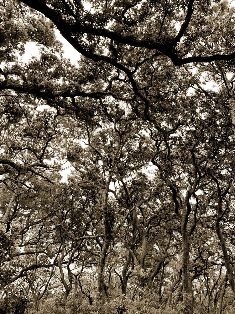 Bone Yard Forest Cs Art | Sky + Sparks Luxury Fine Art