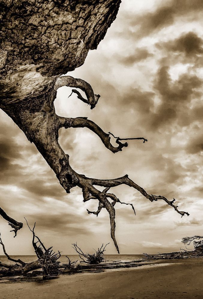 Bone Yard Cs Art | Sky + Sparks Luxury Fine Art