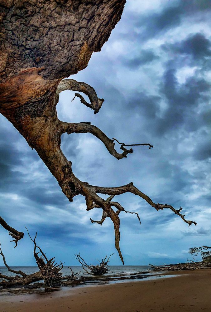 Bone Yard Clr Art | Sky + Sparks Luxury Fine Art