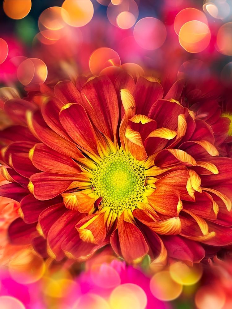 Blazing Beauty Art | Sky + Sparks Luxury Fine Art