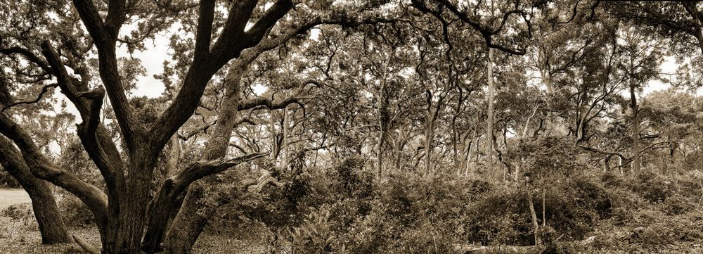 Crooked Oak Cs Art | Sky + Sparks Luxury Fine Art
