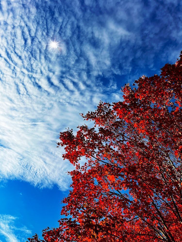Crimson Canopy Art | Sky + Sparks Luxury Fine Art