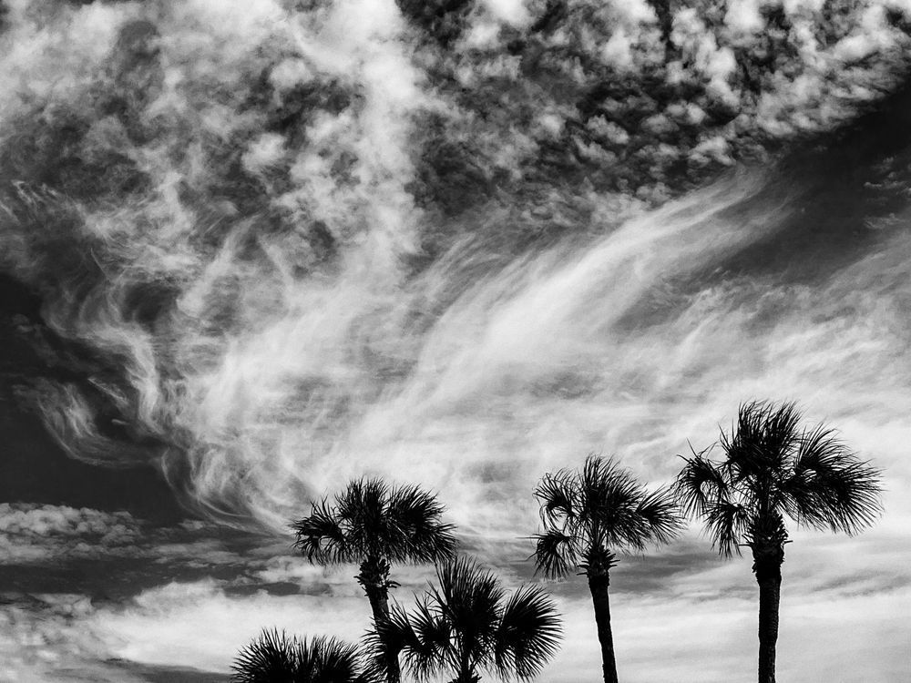Cloud Kissed Palms Sp Art | Sky + Sparks Luxury Fine Art
