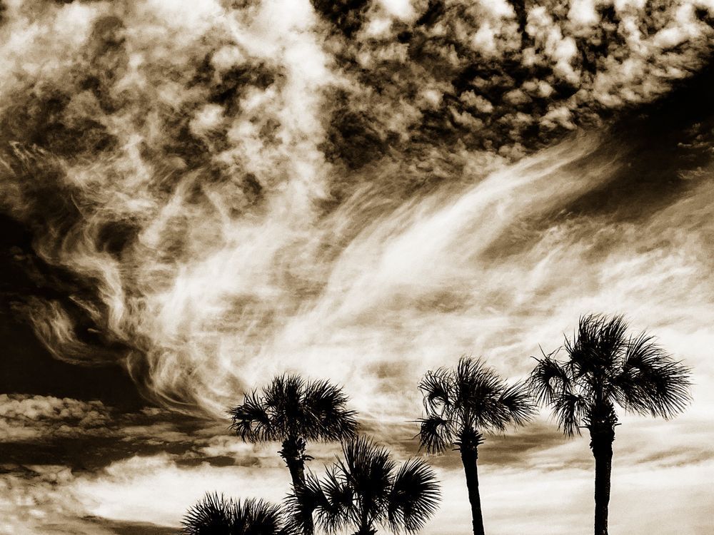 Cloud Kissed Palms Cs Art | Sky + Sparks Luxury Fine Art