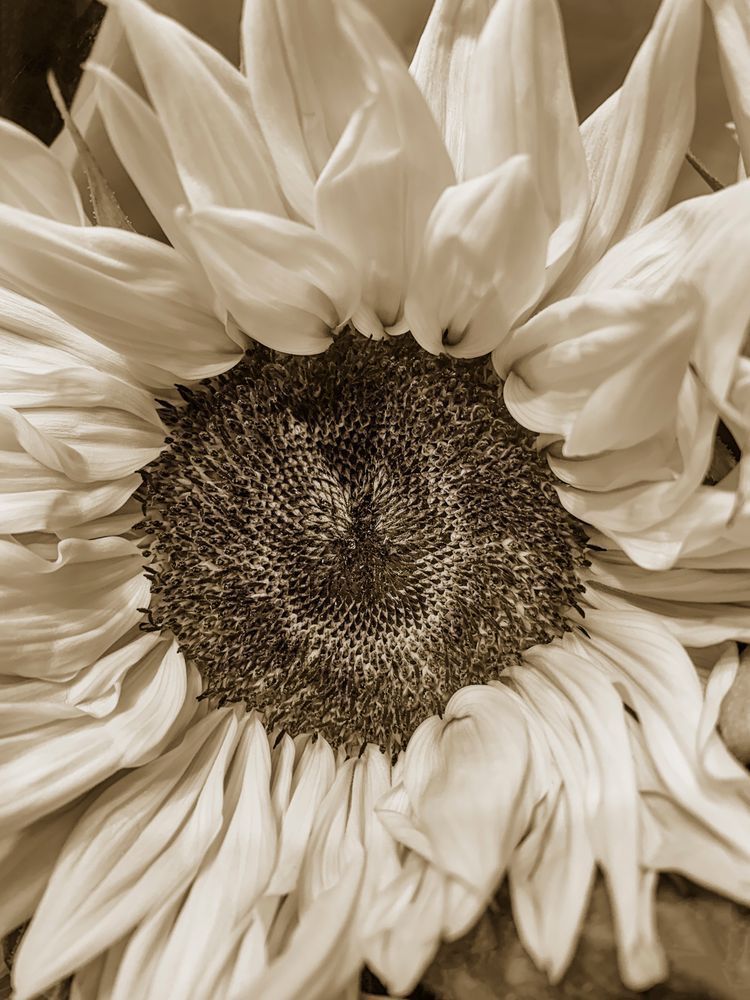 Chocolate Sun Cs Art | Sky + Sparks Luxury Fine Art