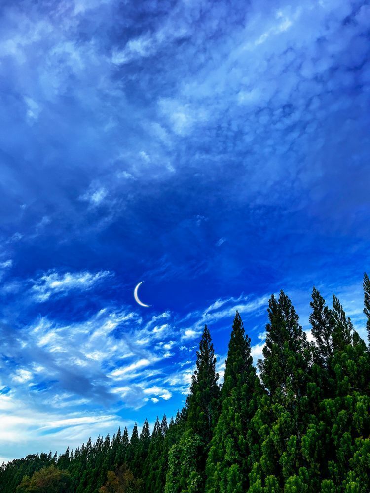 Forest Of Gods Clr Art | Sky + Sparks Luxury Fine Art