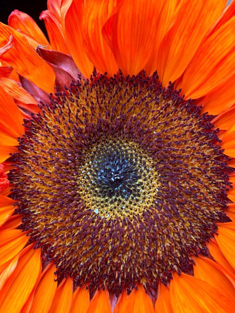 Fire Flower Clr Art | Sky + Sparks Luxury Fine Art