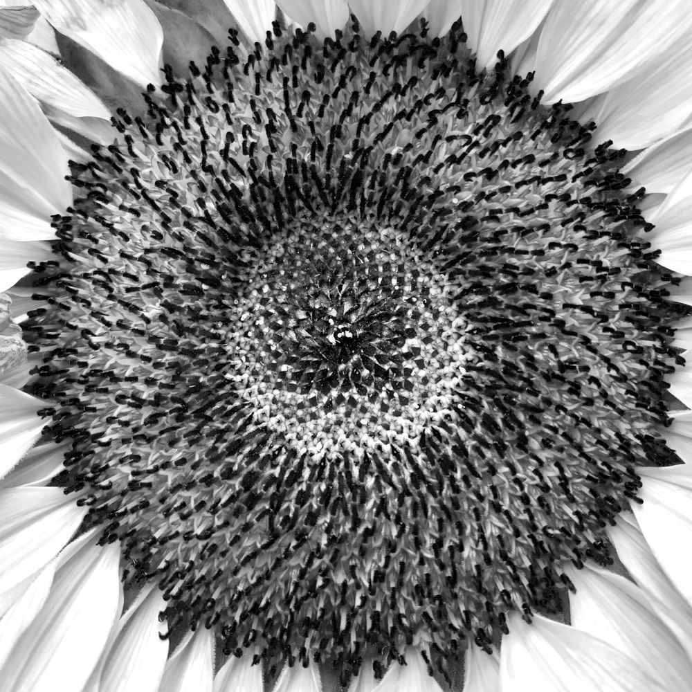 Fire Flower Square Sp Art | Sky + Sparks Luxury Fine Art