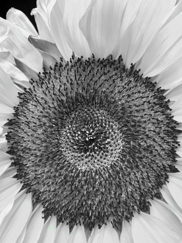 Fire Flower Sp Art | Sky + Sparks Luxury Fine Art