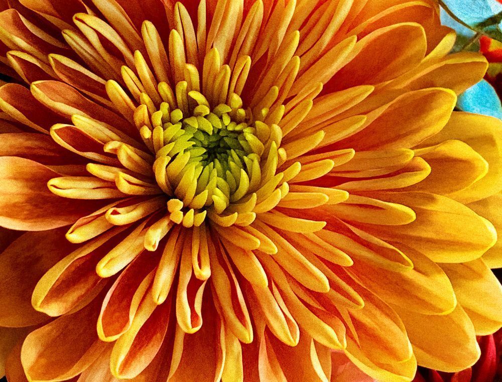 Garden Blossom Clr Art | Sky + Sparks Luxury Fine Art