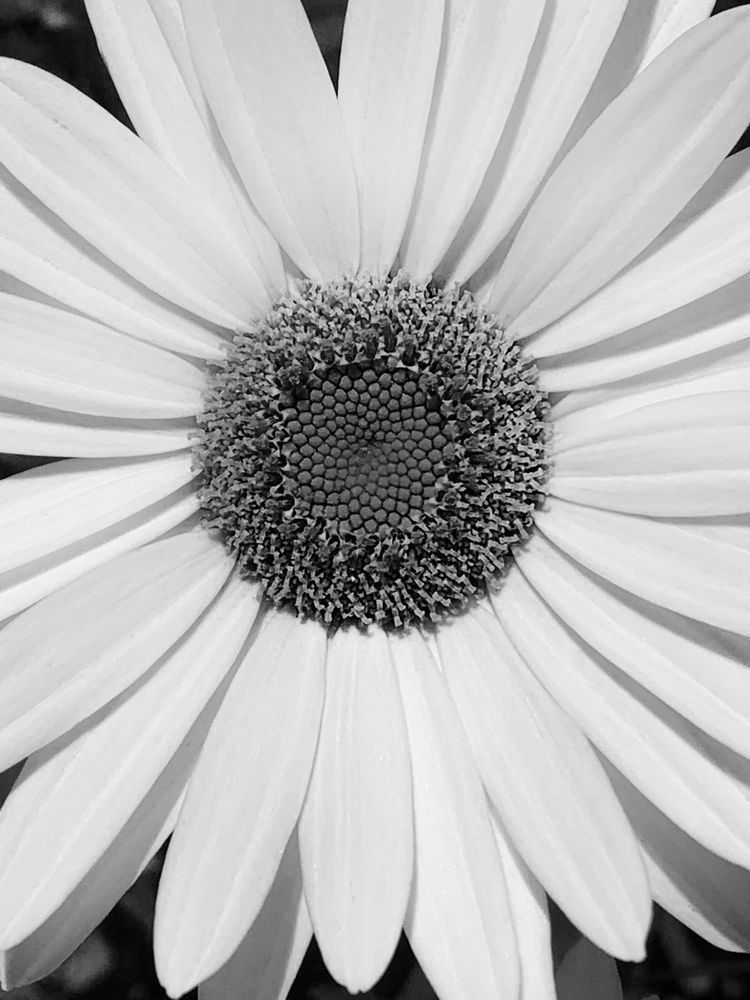 Daisy Maze Sp Art | Sky + Sparks Luxury Fine Art
