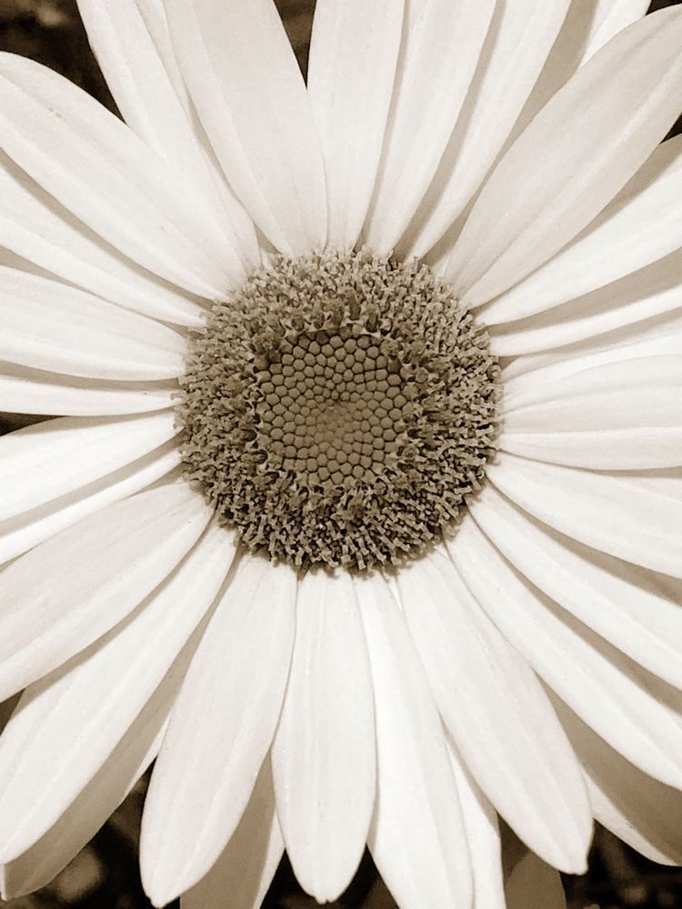 Daisy Maze Cs Art | Sky + Sparks Luxury Fine Art