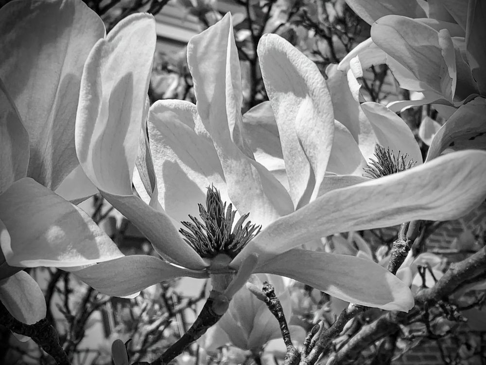 Japanese Magnolia Explosion Sp Art | Sky + Sparks Luxury Fine Art