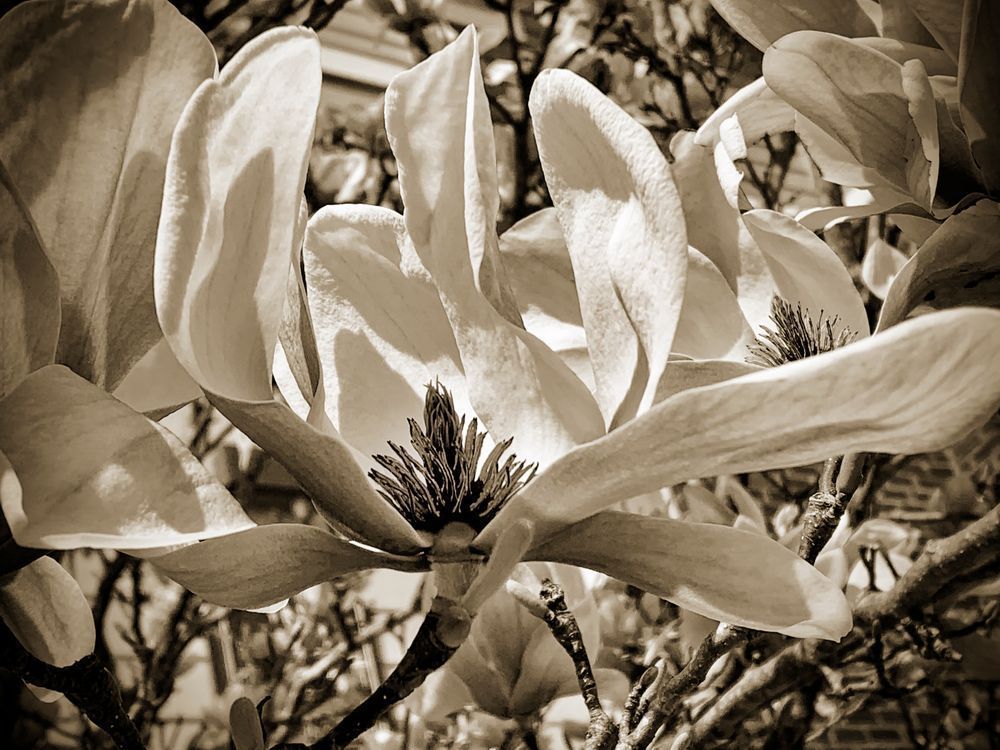 Japanese Magnolia Explosion Cs Art | Sky + Sparks Luxury Fine Art