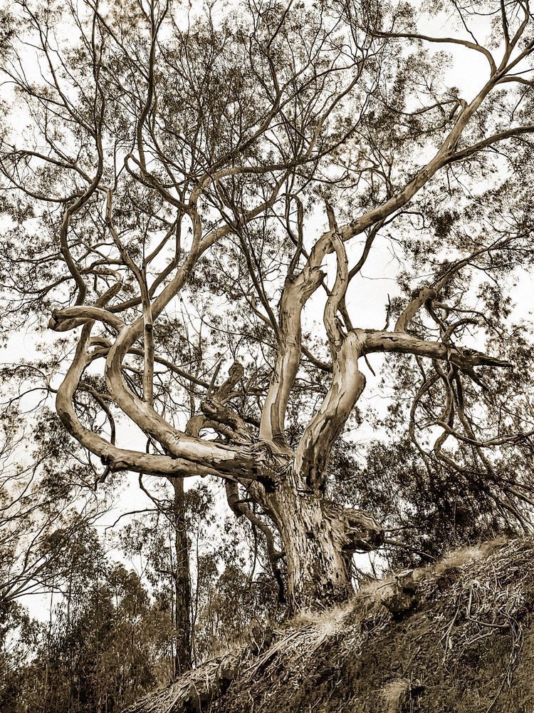 Island Eucalyptus Cs Art | Sky + Sparks Luxury Fine Art