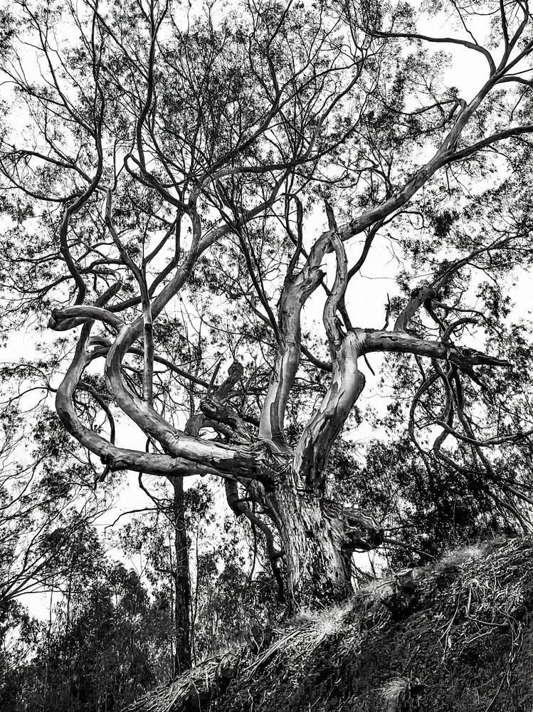 Island Eucalyptus Sp Art | Sky + Sparks Luxury Fine Art