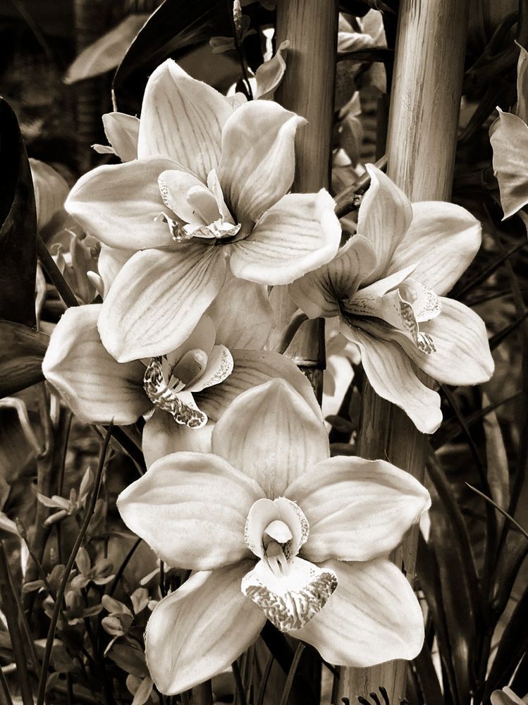 Orchid Family Cs Art | Sky + Sparks Luxury Fine Art
