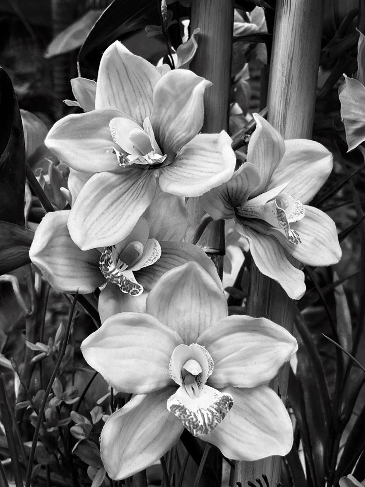Orchid Family Sp Art | Sky + Sparks Luxury Fine Art
