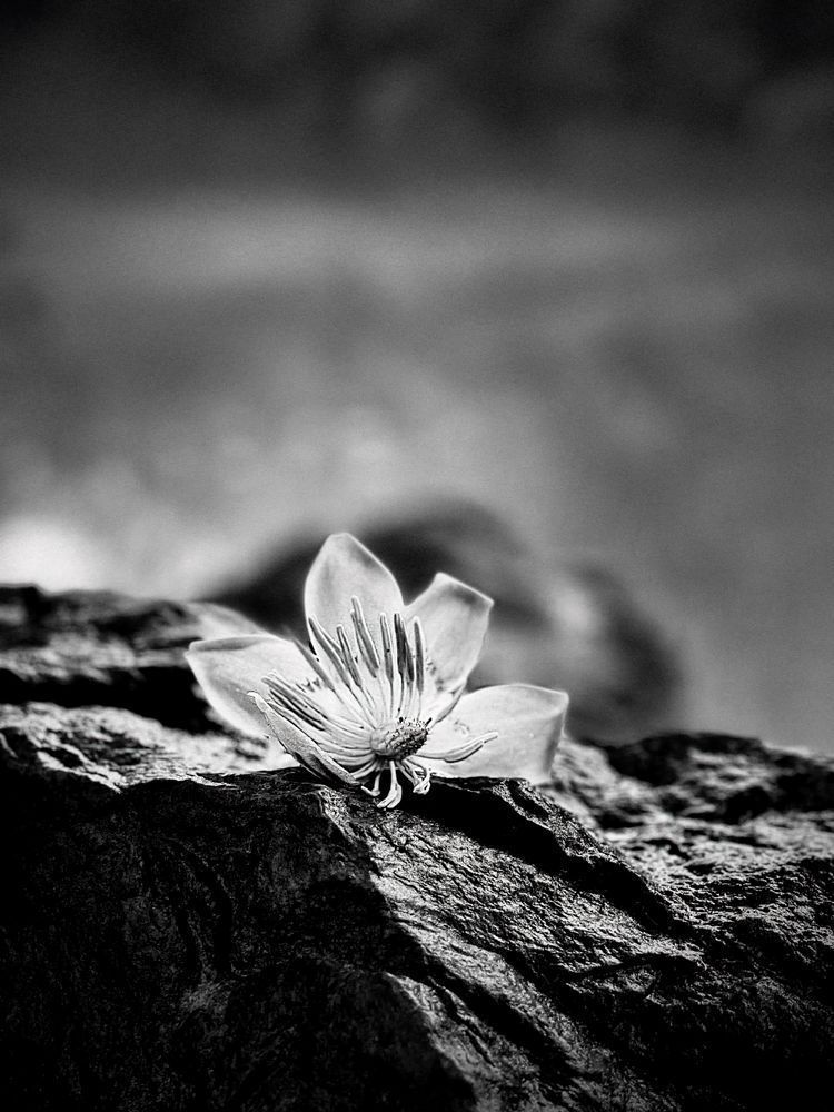 Lone Tulip Sp Art | Sky + Sparks Luxury Fine Art