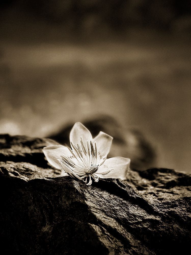Lone Tulip Cs Art | Sky + Sparks Luxury Fine Art