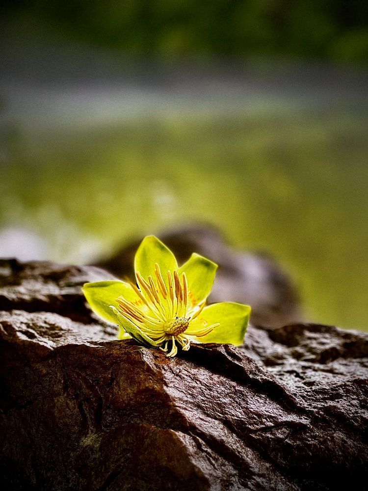 Lone Tulip Clr Art | Sky + Sparks Luxury Fine Art
