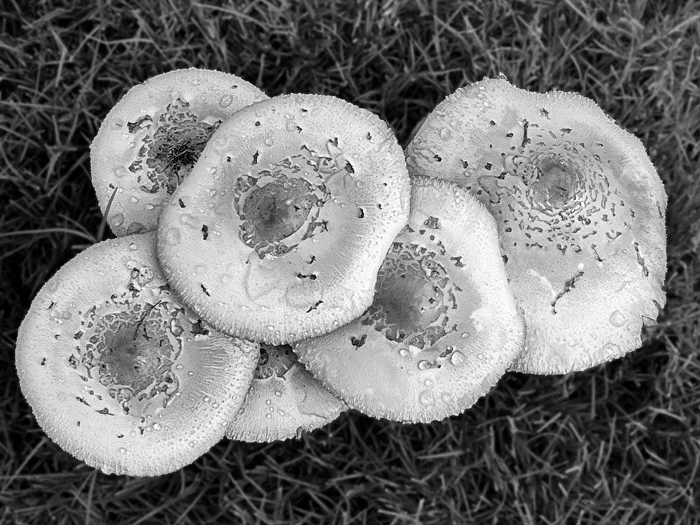 Mushroom Six Sp Art | Sky + Sparks Luxury Fine Art