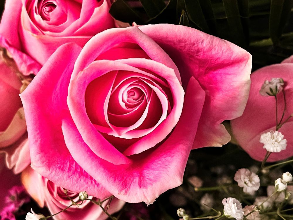 Mighty Rose Clr Art | Sky + Sparks Luxury Fine Art