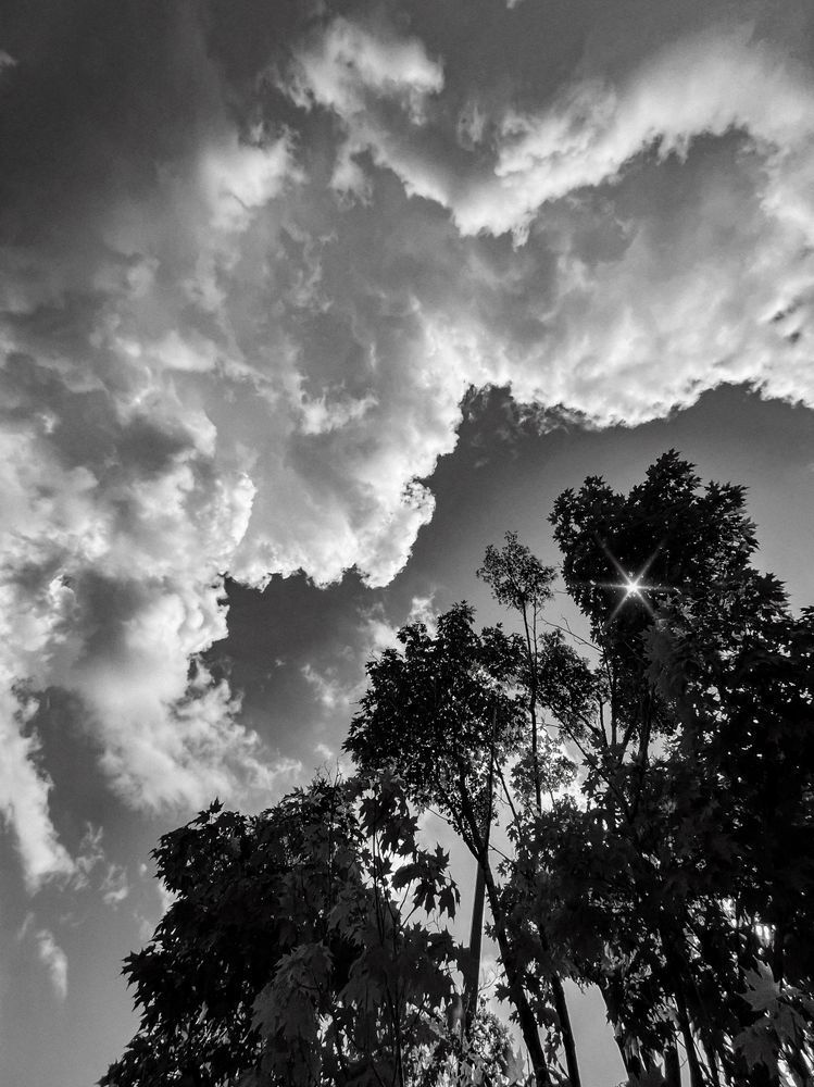Raging Storms And Wailing Woods Sp Art | Sky + Sparks Luxury Fine Art