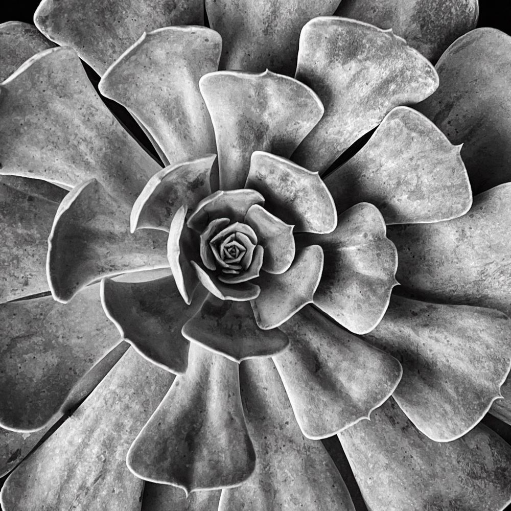 Succulent Square Sp Art | Sky + Sparks Luxury Fine Art