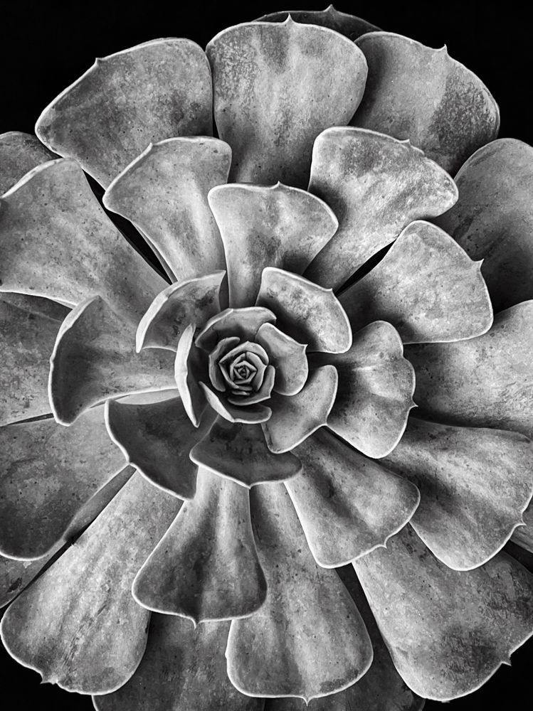 Succulent Sp Art | Sky + Sparks Luxury Fine Art