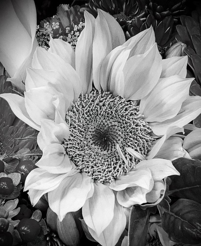 Sunflower Bouquet Sp Art | Sky + Sparks Luxury Fine Art