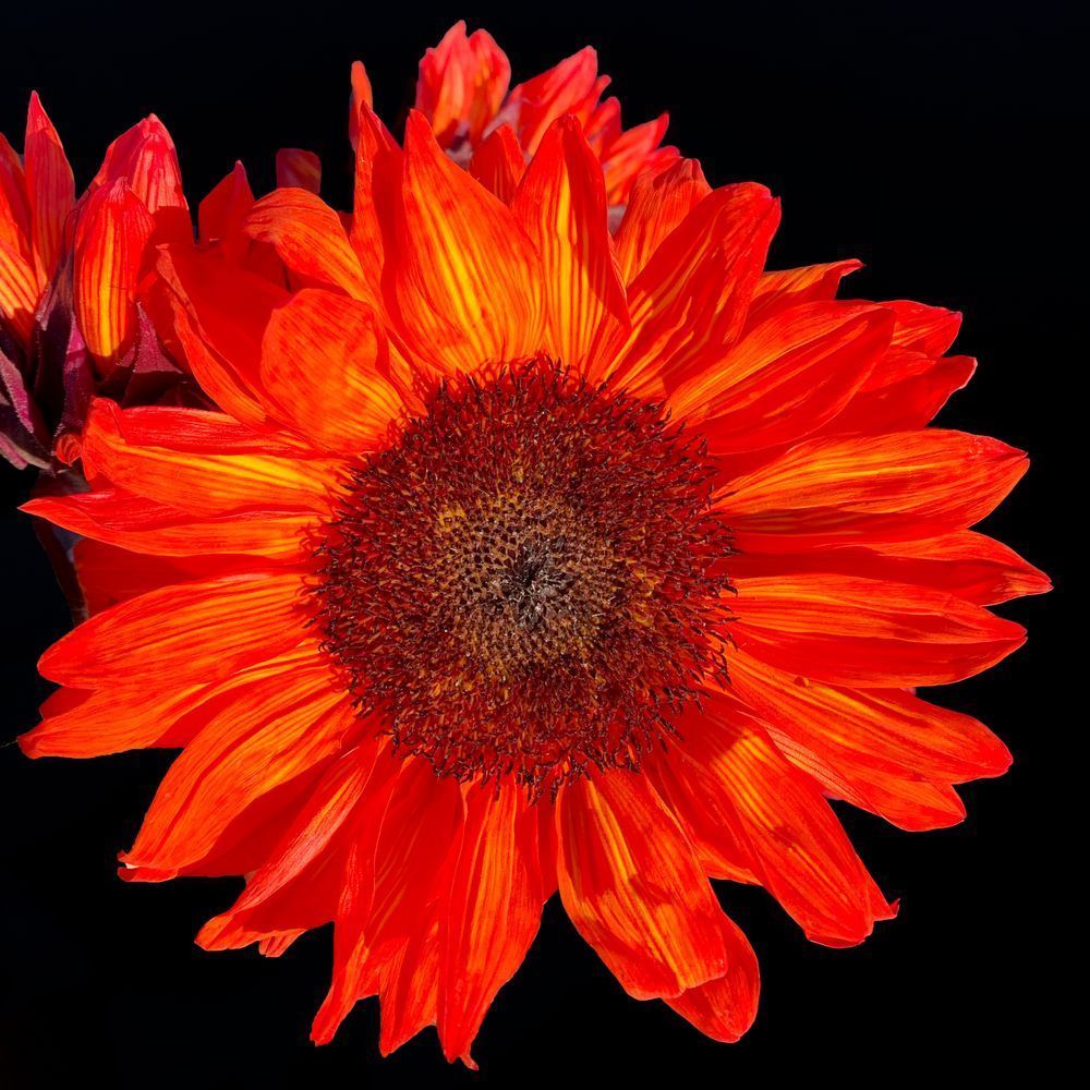 Sun Explosion Art | Sky + Sparks Luxury Fine Art