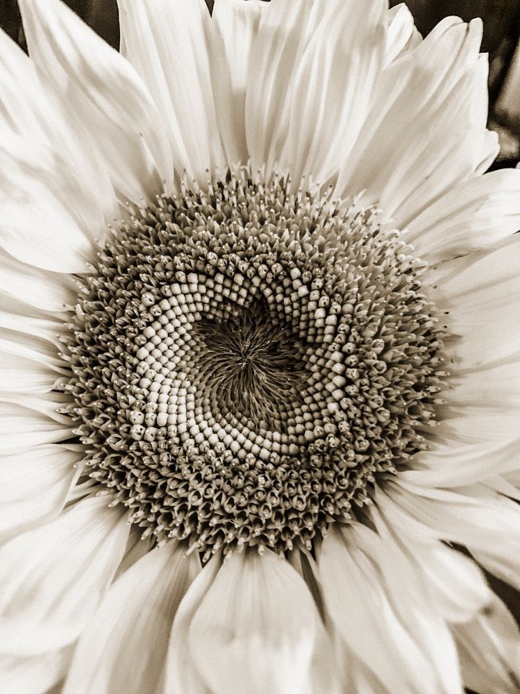 Sun Day Cs Art | Sky + Sparks Luxury Fine Art