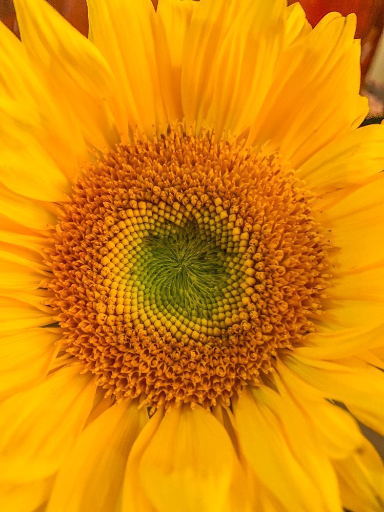 Sun Day Clr Art | Sky + Sparks Luxury Fine Art