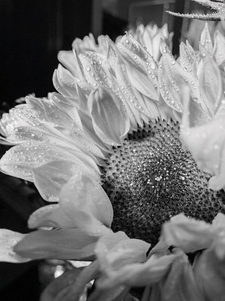 Sun Dew Sp Art | Sky + Sparks Luxury Fine Art