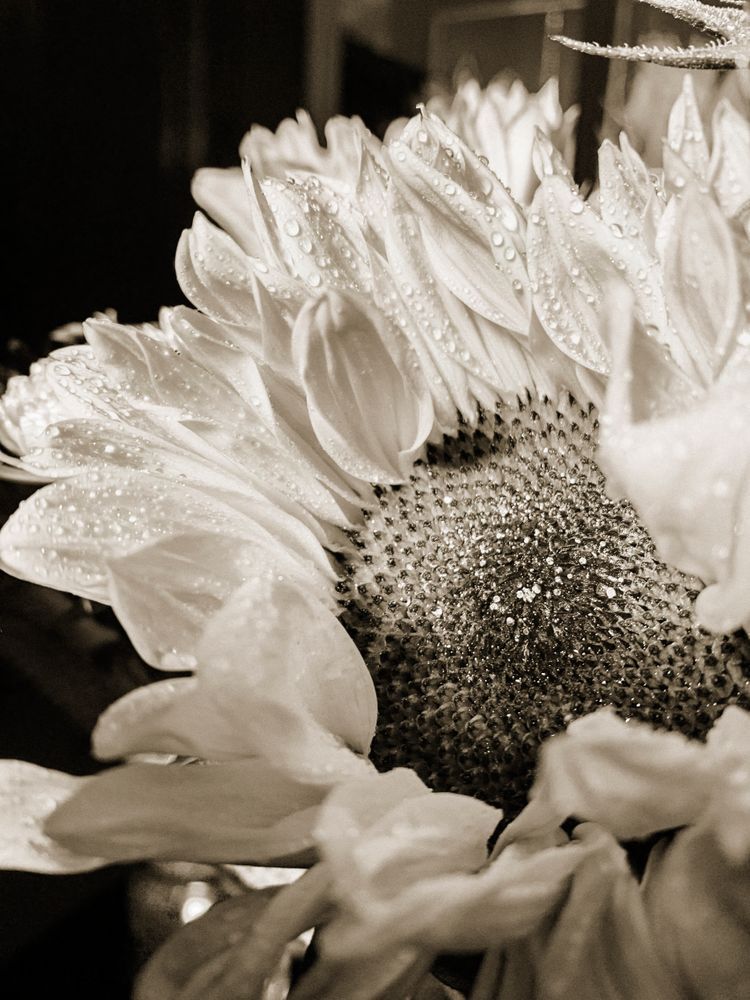Sun Dew Cs Art | Sky + Sparks Luxury Fine Art