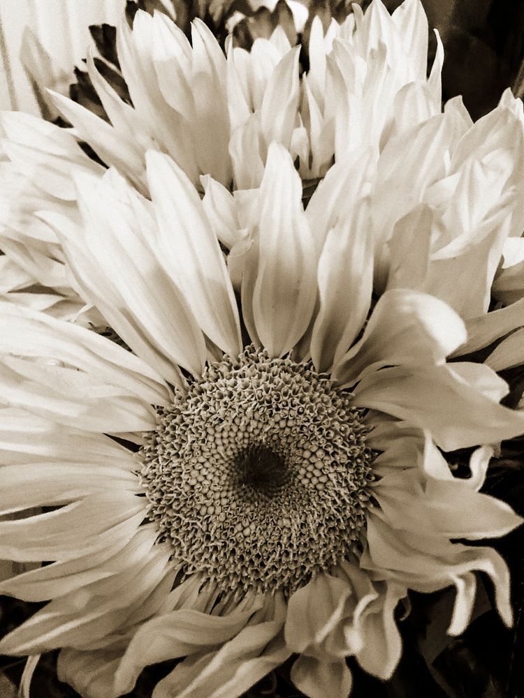 Sun Shine Cs Art | Sky + Sparks Luxury Fine Art