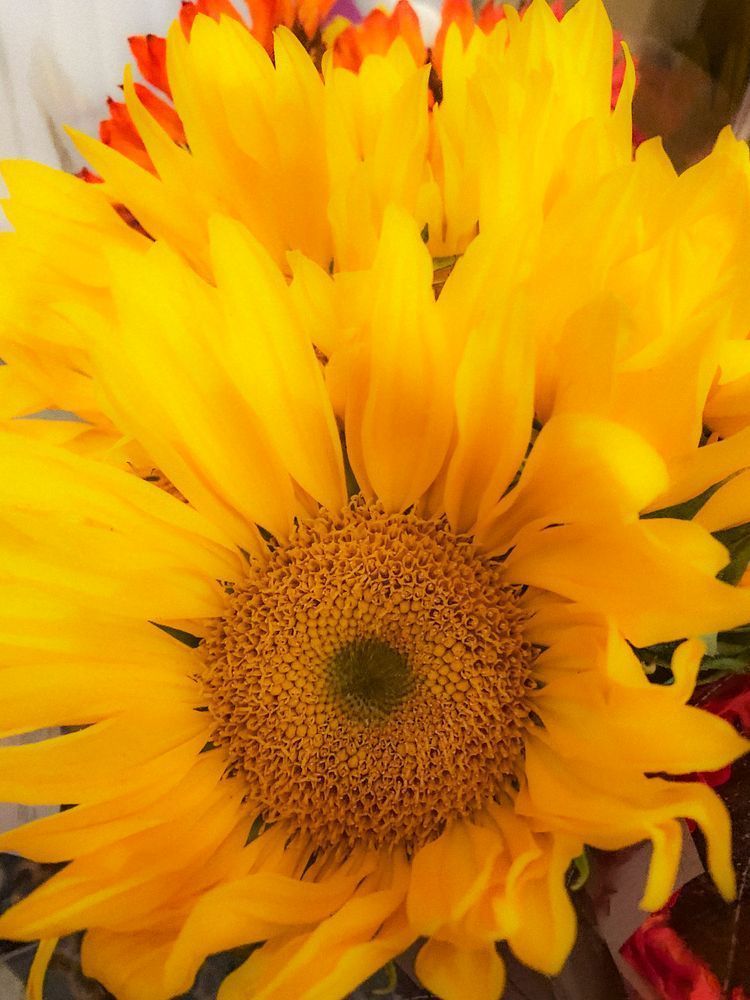 Sun Shine Clr Art | Sky + Sparks Luxury Fine Art