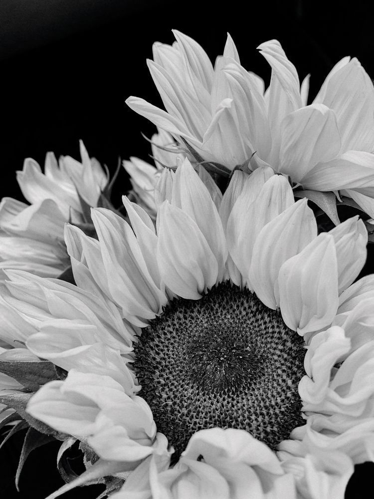 Sun Petals Sp Art | Sky + Sparks Luxury Fine Art