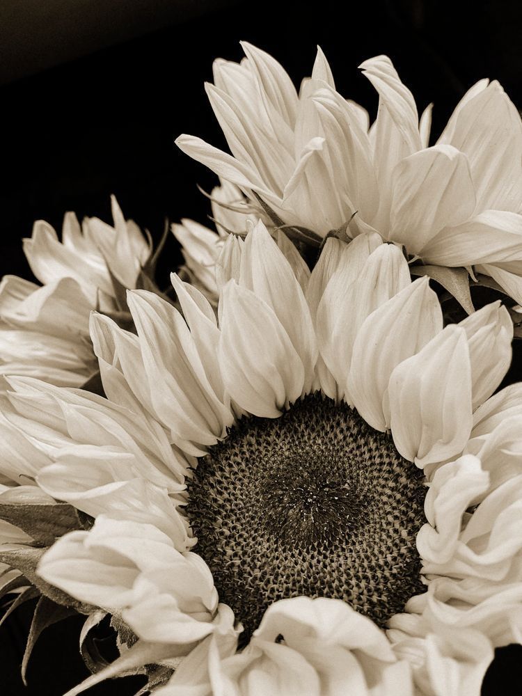 Sun Petals Cs Art | Sky + Sparks Luxury Fine Art